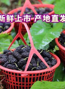 新鲜现摘桑葚果桑葚酵素黑桑椹河北邮政航空中通直发自产自销2026