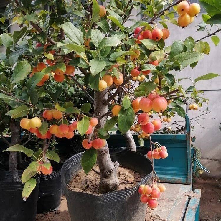 冬红果花树海棠老桩庭院阳台种植好养活四季开花花卉长寿果特大苗