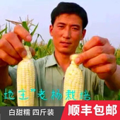 包邮 鸿斌白甜糯山东粘甜带皮新鲜农场软糯早餐四斤 速冻