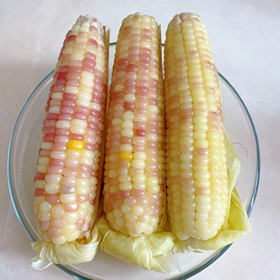 【速冻】鸿斌小彩糯玉米老品种粘糯玉米Q弹带皮山东饱腹顺丰四斤