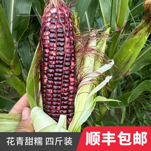 【速冻】鸿斌玉米花青甜糯山东粘糯清甜黑玉米带皮速冻早餐四斤装
