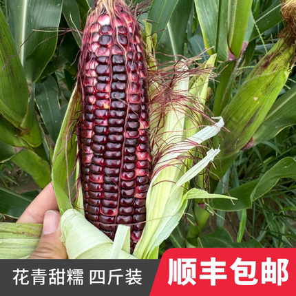 【速冻】鸿斌玉米花青甜糯山东粘糯清甜黑玉米带皮速冻早餐四斤装