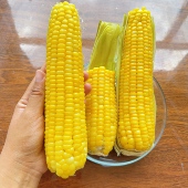 速冻 鸿斌碱地黄糯玉米糯香微甜粘黏山东玉米代餐早餐4斤顺丰