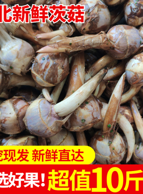 苏北农家新鲜慈姑现挖白茨菇茨姑慈菇茨菰燕尾姑白马蹄芽菇10斤