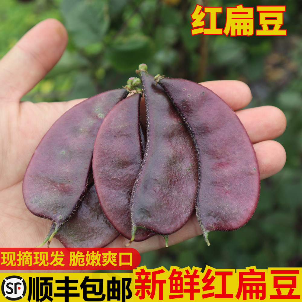 农家现摘新鲜红扁豆露天紫扁豆时令蔬菜扁豆角猪耳朵眉豆5斤包邮