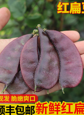 红扁豆农家现摘露天时令蔬菜
