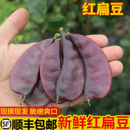 农家现摘新鲜红扁豆露天紫扁豆时令蔬菜扁豆角猪耳朵眉豆5斤包邮
