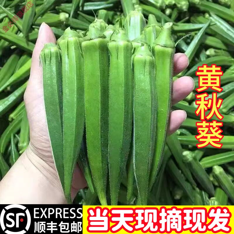农家露天秋葵脆嫩爽口湖新鲜秋葵叶菜类