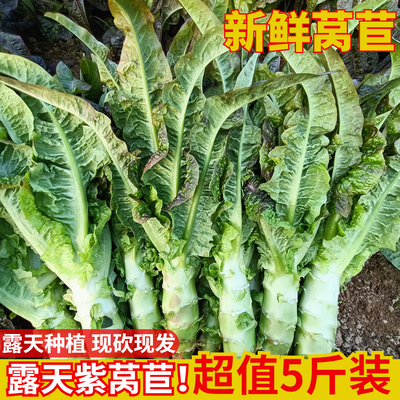 新鲜莴苣5斤现摘现发顺丰包邮