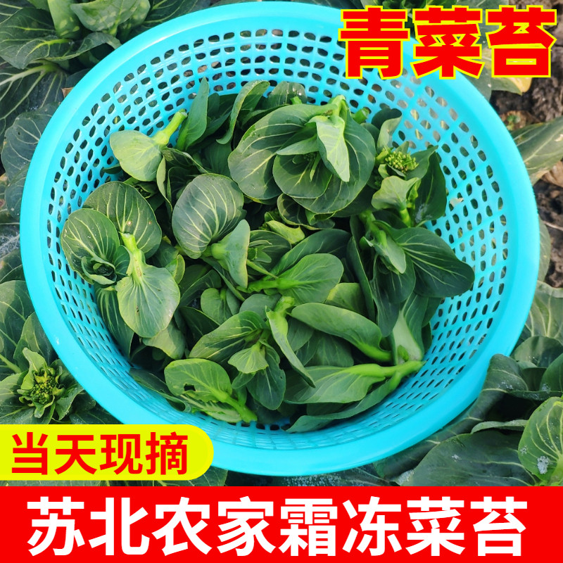 苏北霜冻苏州青菜苔甜糯嫩菜心青菜芯 现摘新鲜蔬菜油菜苔包邮,水产肉类/新鲜蔬果/熟食,叶菜类,淘宝优惠券,粉丝福利购,淘宝优惠卷