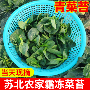 苏北霜冻苏州青菜苔甜糯嫩菜心青菜芯 现摘新鲜蔬菜油菜苔包邮