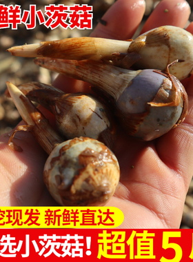 5斤装农家新鲜蔬菜芽菇马蹄小茨菇慈菇慈姑茨菰茨菇现挖现发包邮