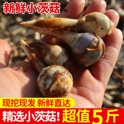 5斤精选新鲜小慈姑茨菇现挖现发