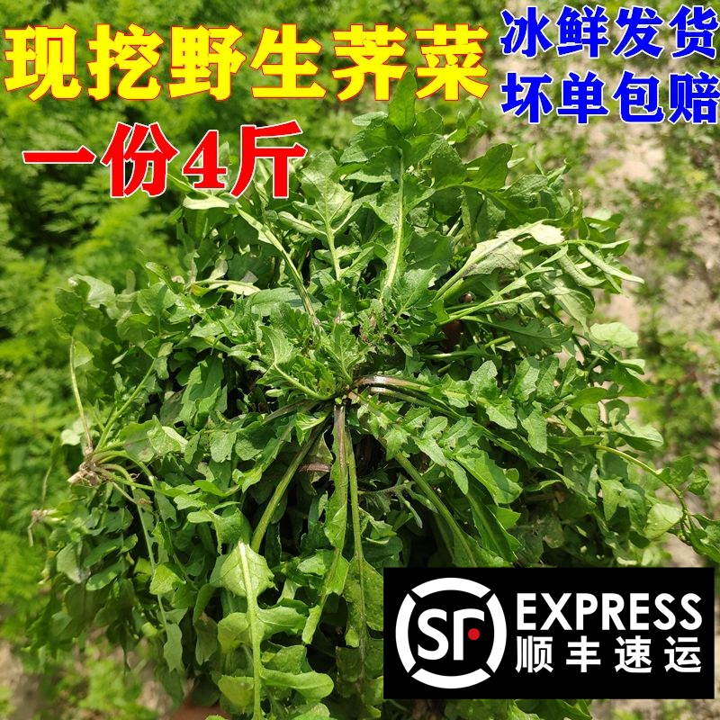 新鲜野生荠菜4斤顺丰包邮
