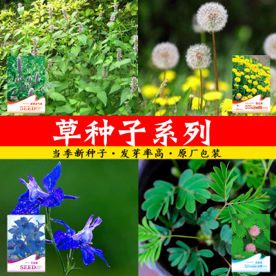 草种子盆栽阳台庭院绿植易种植