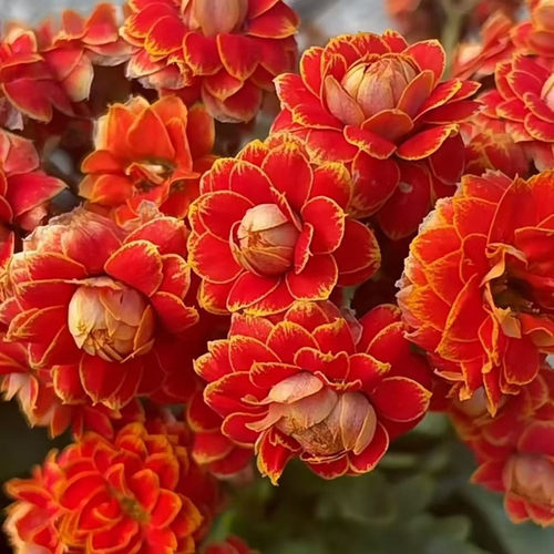 大花长寿花小苗盆栽重瓣金狐狸花苗四季室内开花好养花卉植物