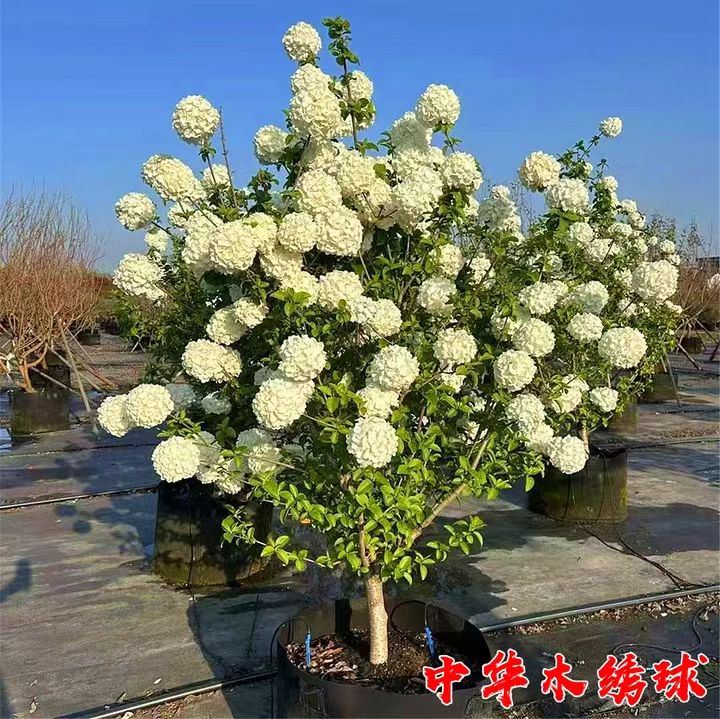 中华木绣球树苗大花斗球夏季开花图片