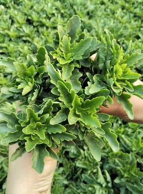 金狐狸长寿花多年生重瓣大花苗盆栽花卉植物好养开花植物易活