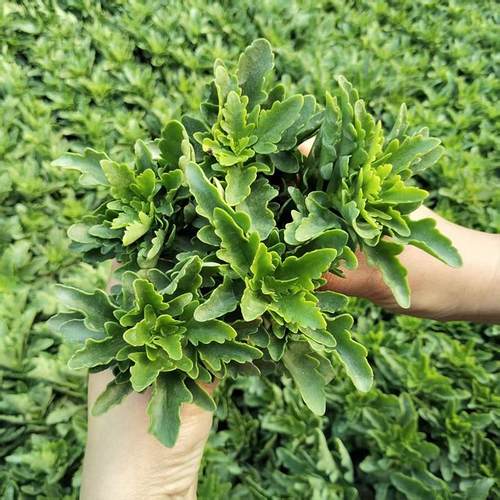 金狐狸长寿花苗多年生重瓣大花苗