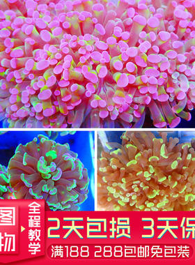 双色榔头猪腰人工繁殖软体珊瑚