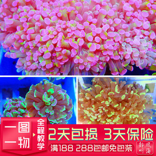 双色紫榔头金猪腰人工繁殖软体珊瑚海水体LPS包活印尼沙巴荧光绿