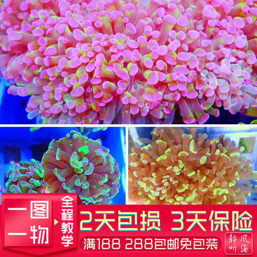 双色榔头猪腰人工繁殖软体珊瑚