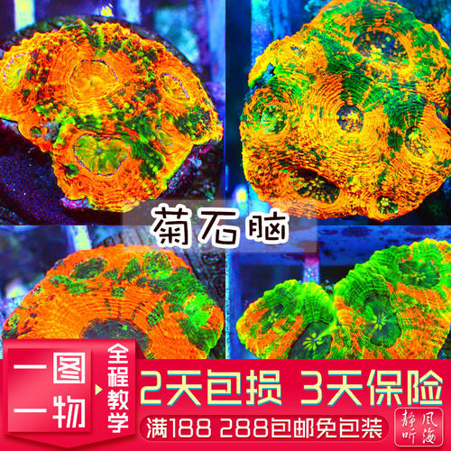 菊石甜筒人工繁殖糖果脑软体珊瑚