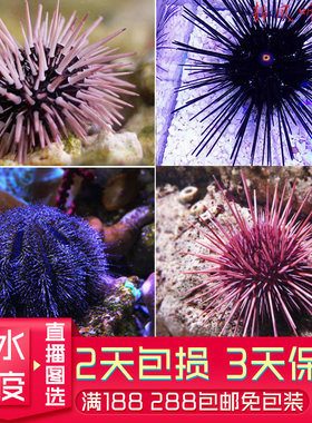 礼服海胆魔鬼海胆活体海水生物