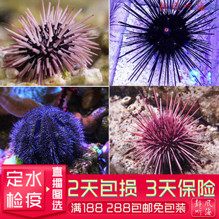 蓝礼服红礼服 魔鬼海胆 火焰绣球 短长刺彩色海胆 活体海水生物