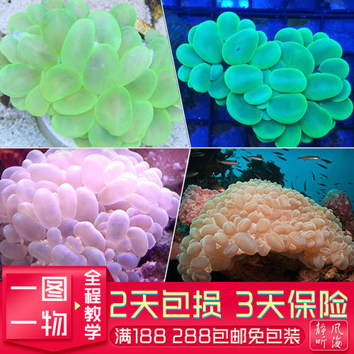气泡珊瑚软体人工繁殖珊瑚