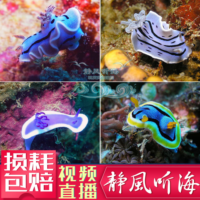 蛞蝓海牛幻彩蓝线西班牙舞娘活体