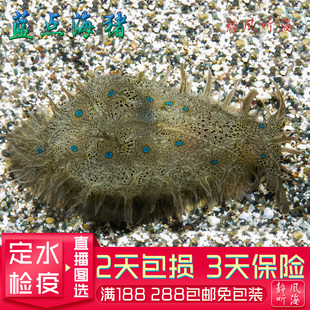 蓝点食藻海猪海兔吃藻吃红泥绿泥活体海水生物观赏宠物静风听海