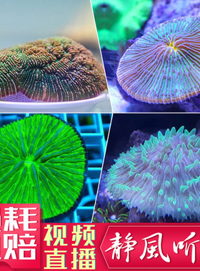长须飞盘短须龙舌人工繁殖软体珊瑚双色LPS海水鱼缸真活体
