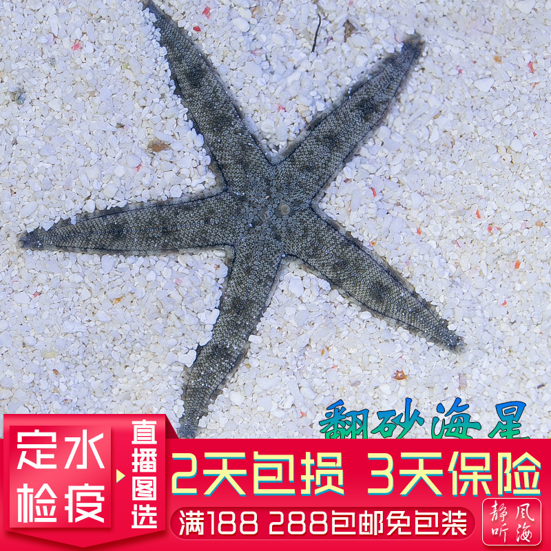 翻砂海星灰色生物工具维持底沙