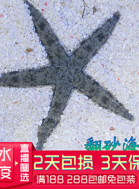 翻砂海星  灰色 海缸翻砂生物 工具海星 维持底沙干净 必拍包装
