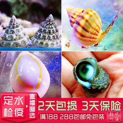 食藻螺牛眼螺翻沙螺吃藻生物海水鱼缸活体静风听海