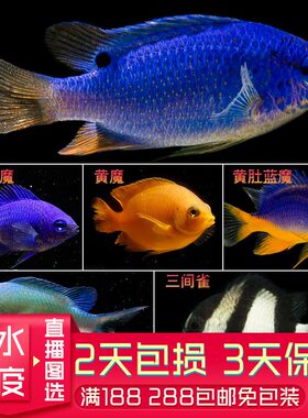 黄尾蓝魔青魔斐济魔黄魔子弹魔