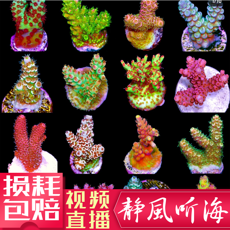 sps断枝鹿角红色人工繁殖猫骨长