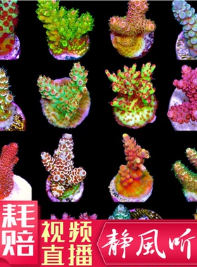 JF断枝RR主宰红长支鱼鳞红底樱桃金龙骨人工繁殖珊瑚SPS2