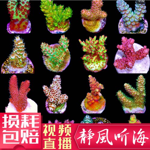 sps断枝鹿角红色人工繁殖猫骨长