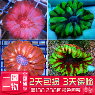 精品红绿水晶脑人工繁殖人软体珊瑚LPS包活海水活体印尼澳洲沙巴