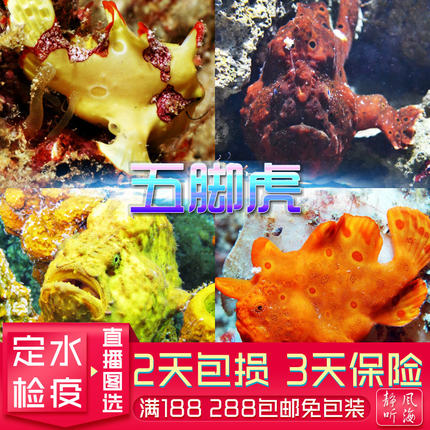 黄金鮟鱇五角虎红五脚虎怪鱼西游鱼精活体海水鱼珊瑚兼容海水鱼