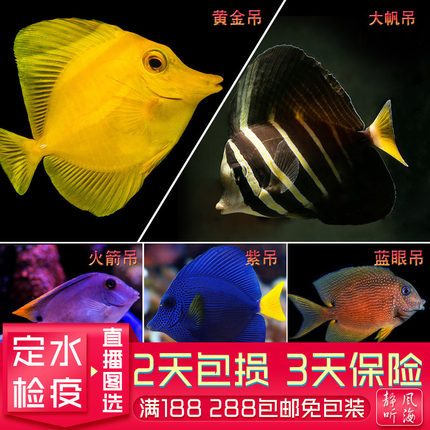 黄金吊紫吊大帆调三角火箭蓝眼金眼吊一字吊活体海水鱼海缸观赏鱼
