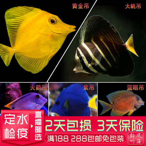 黄金吊紫吊大帆吊火箭蓝眼金眼吊