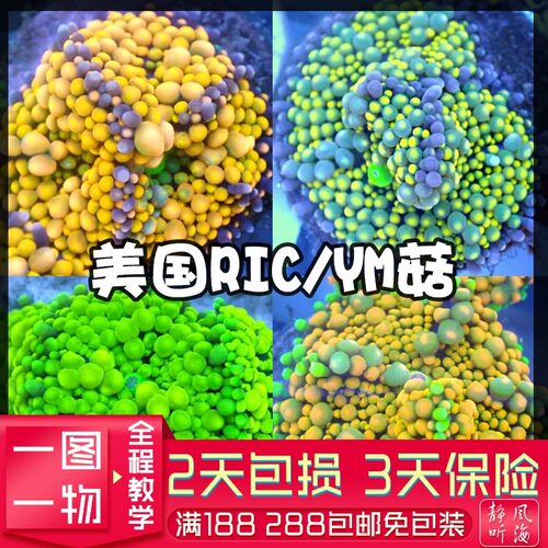 软体珊瑚泡泡菇海水生物珊瑚