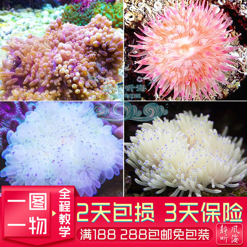 公主海葵紫点白葵红肚葵海水