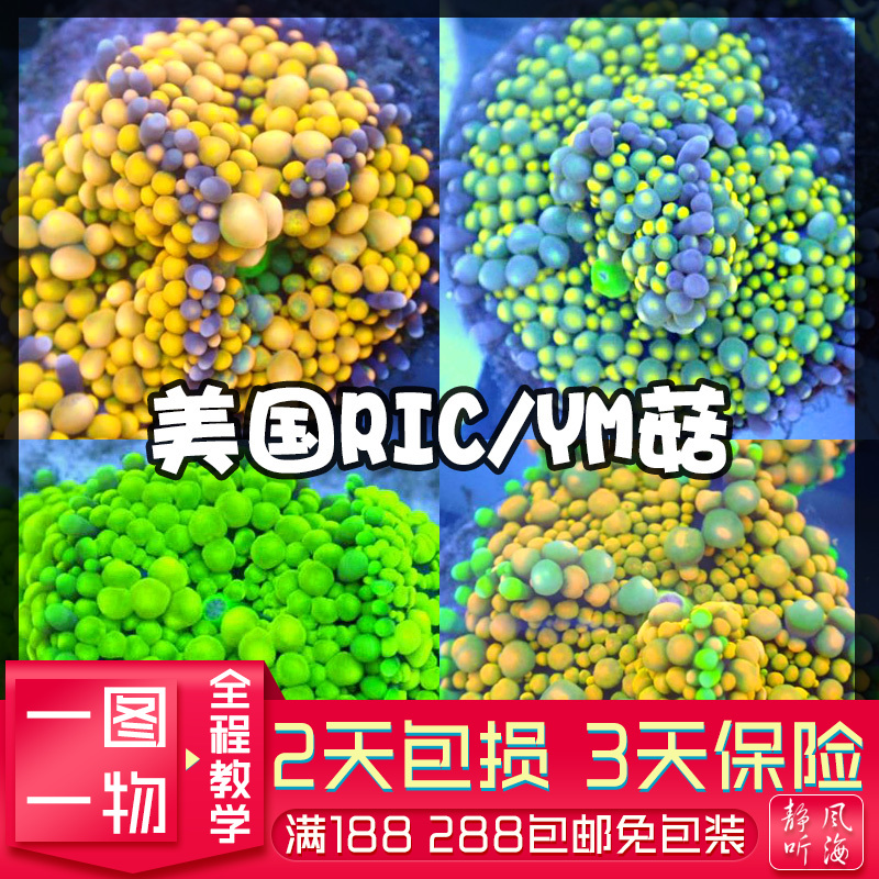 软体珊瑚泡泡菇海水生物珊瑚