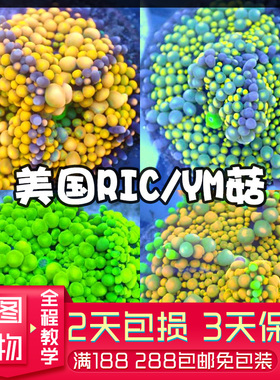 泡泡红菇YUMA菇人工繁殖软体珊瑚RIC菇JB菇肿瘤菇LPS海缸印尼沙巴