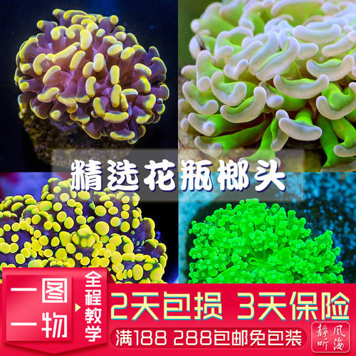 精品人工繁殖软体珊瑚