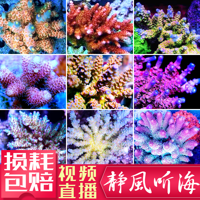 精品珊瑚硬骨SPS活体珊瑚人工繁殖RR鱼鳞吞牛珊瑚G印尼澳洲沙巴2